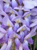 Close-up of purple, pea-shaped flowers.