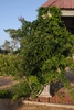 Wisteria frutescens 'Amethyst Falls' Form