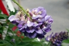 Wisteria frutescens 'Amethyst Falls'
