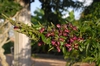 Wisteria frutescens 'Amethyst Falls' Flower