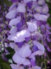 Wisteria sinensis