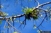 Witches Broom