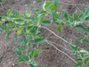 Form
