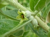 Flower bud
