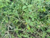 Form