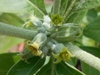 Flowers and hairy stems.