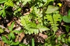 Woodsia obtusa