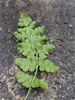 Woodsia obtusa