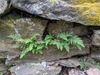 Woodsia obtusa in rock wall
