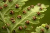 Woodsia obtusa