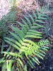 Woodwardia virginica