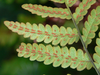 Woodwardia virginica