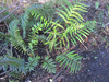 Woodwardia virginica