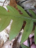 Close-up showing veins surrounding islands of green tissue.
