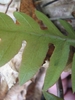 Woodwardia areolata netted vein patter