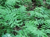 Stand of erect, coarsely pinnatisect fronds in a woodland.