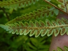 Form