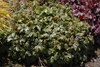 Rounded cushion of green, lobed leaves with red blotches.