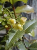 Flower and Leaves
