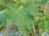 Leaf closeup