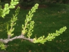 Xanthoceras sorbifolium