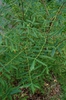 Xanthoceras sorbifolium