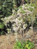 Xanthoceras sorbifolium