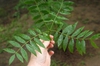 Xanthoceras sorbifolium