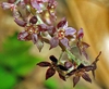 Close up of flower