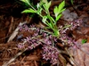 Leaves and flowers