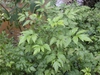Form