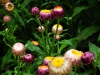 Xerochrysum bracteatum