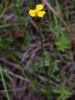 Xyris torta