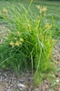 Yellow Nutsedge form