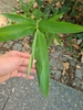 Young plant in June in Berlin, Germany