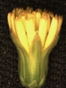 Youngia japonica (L.) DC.