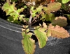 Youngia japonica (L.) DC.