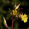 Youngia japonica (L.) DC.