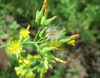 Seeds