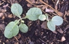 Youngia japonica (L.) DC.