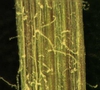 Youngia japonica (L.) DC.