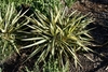 Rosette plants. Strappy leaves with central yellow stripe.