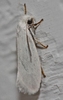 Close-up of a moth with white wings & white fluff on its head.