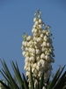 A terminal cluster of pendulous, white flowers.