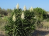 Cluster of spiky plants with terminal panicles of white flowers