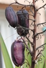 Purplish ellipsoid berries hanging from dried stalks.