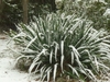 Rosettes with leaves covered in snow.