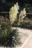 Rosette clump of soft leaves & towering panicle of white flowers