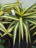 potted nursery stock. Leaves with golden central stripe.