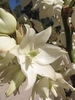 Close-up of 6 white tepals, 6 stamens, & green, superior ovary.